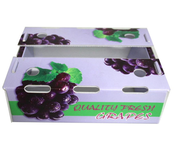 Corrugated Plastic Fruit Box